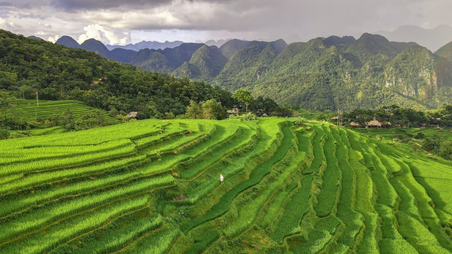 Pu luong Terraced Fields